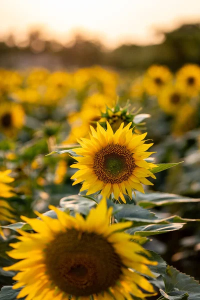 Die Blühenden Sonnenblumen Auf Dem Feld Mit Verschwommenem Hintergrund Cottbus — Stockfoto
