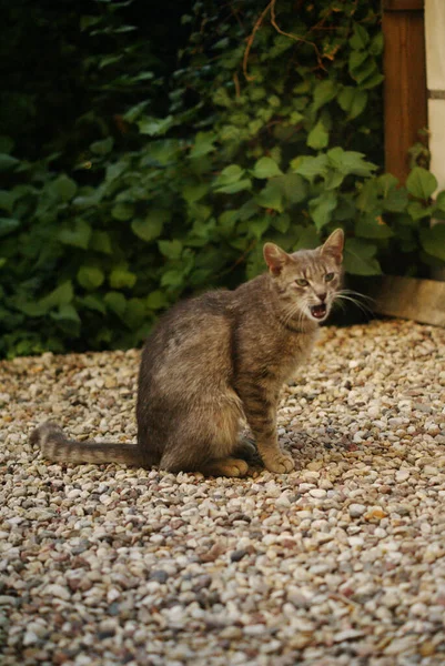 Een Mooie Grijze Kat Met Groene Ogen Geeuwt Zittend Tuin — Stockfoto