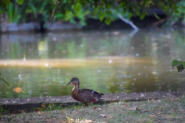 池の周りを鴨が歩いている — ストック写真
