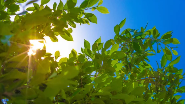 Detailní Záběr Zelených Listů Stromů Zakrytých Slunečním Světlem — Stock fotografie