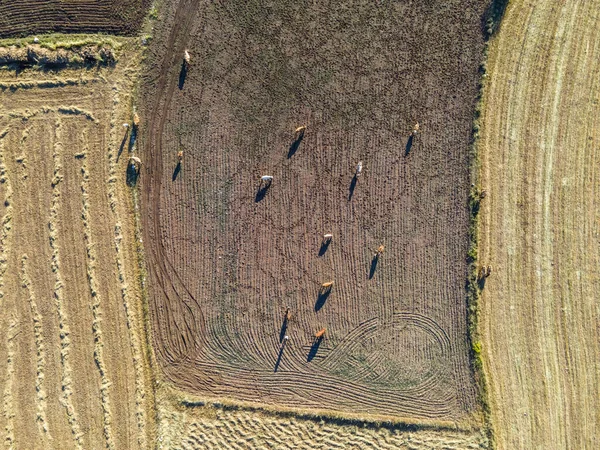 農地や牛の群れの空中ビュー — ストック写真