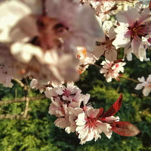 Eine Selektive Fokusaufnahme Schöner Kirschblüten Auf Den Ästen Eines Baumes — Stockfoto