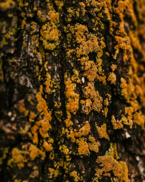 树干上覆盖着黄色苔藓和苔藓的树干 — 图库照片