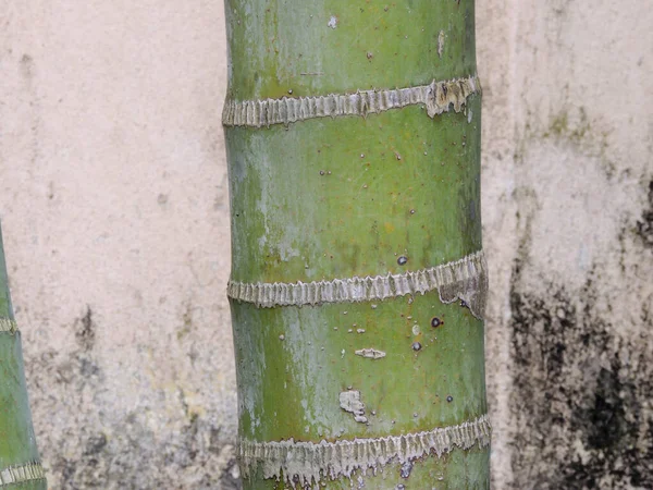 Closeup Billede Bambus Træstamme Mod Grunge Væg Baggrund - Stock-foto