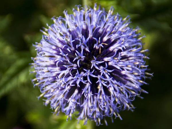 Detailní Záběr Modrého Bodlákového Květu Echinops Pod Slunečním Světlem — Stock fotografie