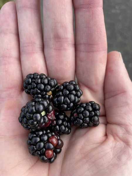 Top View Few Fresh Sweet Blackberries Person Hand — Stock Photo, Image