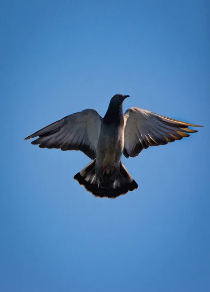 Een Verticaal Close Shot Van Een Grijze Duif Vliegen Lucht — Stockfoto