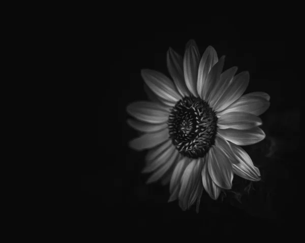 一朵花的灰白色的照片 在黑色的背群上被隔离 — 图库照片