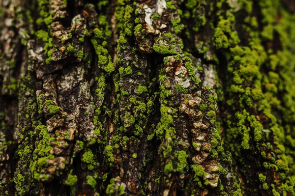 树干上覆盖着绿色的苔藓 — 图库照片
