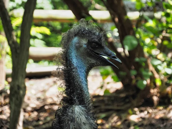 Ένα Κοντινό Πλάνο Ενός Emu Ένα Ζωολογικό Κήπο Στο Κάνσας — Φωτογραφία Αρχείου