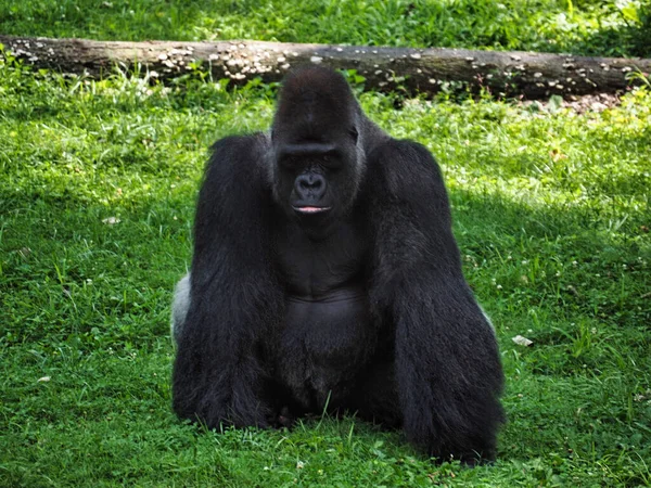 Svart Gorilla Ett Zoo Kansas City Missouri — Stockfoto