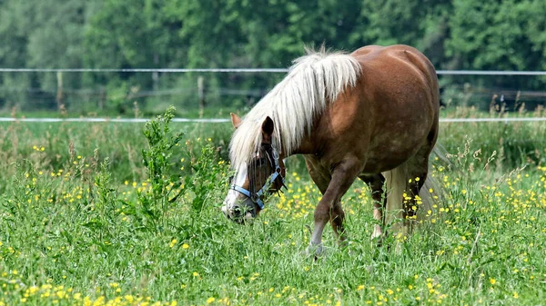Koń Falabella Wypasający Się Ogrodzonym Polu — Zdjęcie stockowe