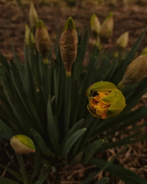 Eine Vertikale Nahaufnahme Von Ungeblühten Blumen Auf Einem Busch Einem — Stockfoto