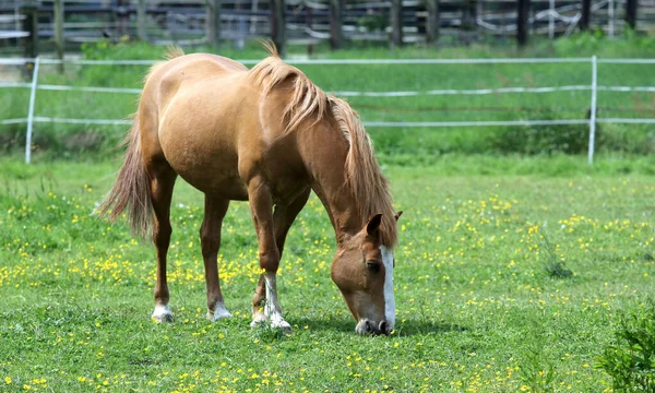 Cheval Brun Broutant Dans Champ Clôturé — Photo