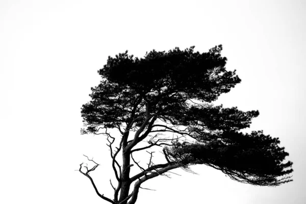 Una Escala Grises Árbol Seco Solitario Día Nublado Bajo Cielo — Foto de Stock