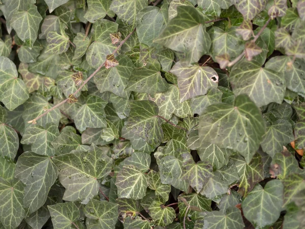 Gros Plan Plantes Dans Forêt — Photo