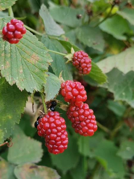 Bunch Unripe Blackberries Shrub — Stock Photo, Image