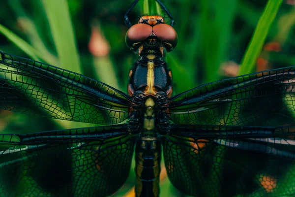 Selective Focus Shot Dragonfly — Stock Photo, Image