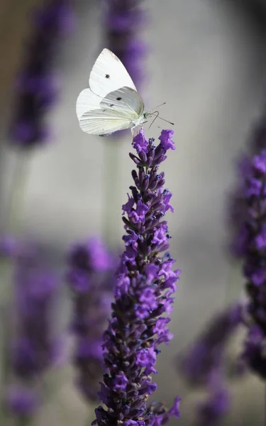 Üstünde Beyaz Bir Kelebek Olan Hoş Kokulu Bir Lavanta — Stok fotoğraf