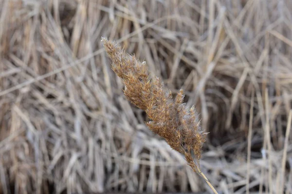 Dry Grass Field — Stock Photo, Image