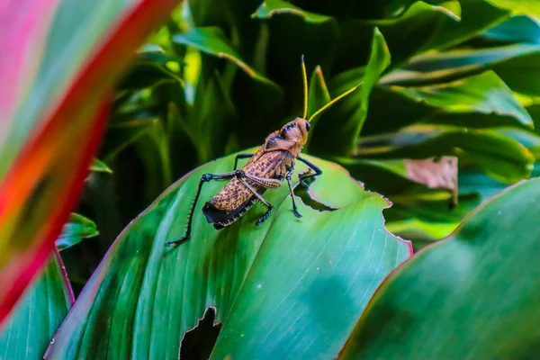 Een Grote Sprinkhaan Een Blad — Stockfoto