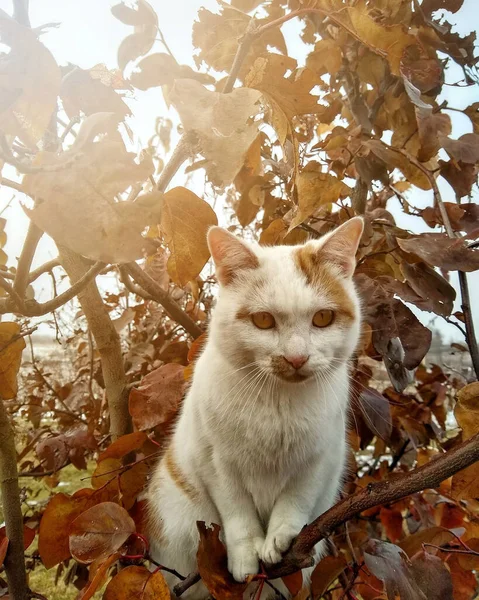 가지에 귀엽고 고양이의 — 스톡 사진