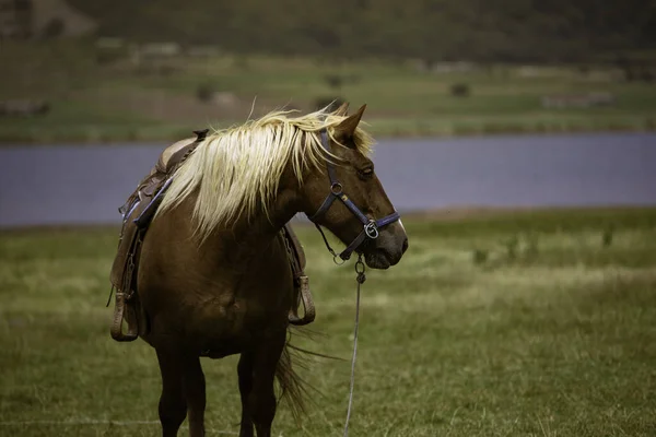 Beautiful Shot Brown Horse Mountain Pasture — Stock Photo, Image