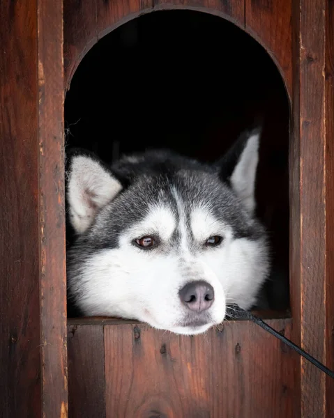 Sibirisk Husky Tittar Från Sitt Trähus Lappland Finland — Stockfoto