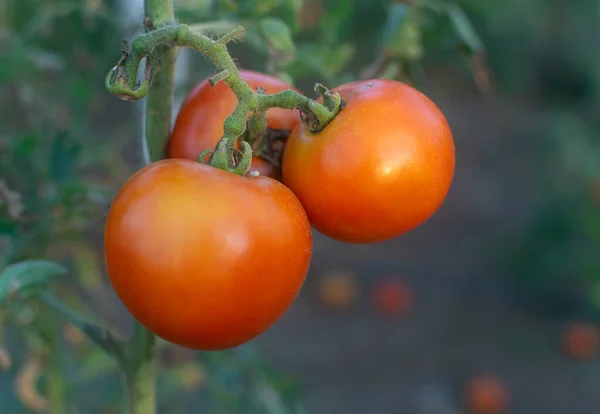 Selektiv Fokusbild Mogna Tomater Trädgården — Stockfoto