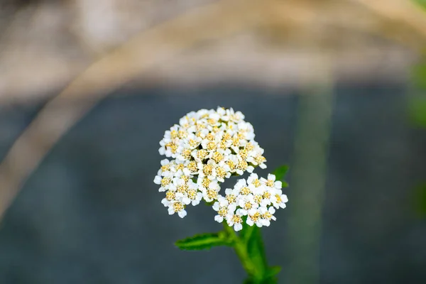 Tiro Foco Seletivo Planta Flowering Yarrow Branco Que Cresce Jardim — Fotografia de Stock