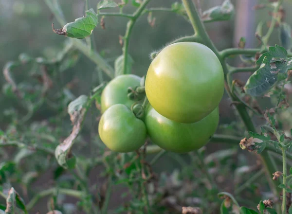 Zielone Pomidory Ogrodzie — Zdjęcie stockowe