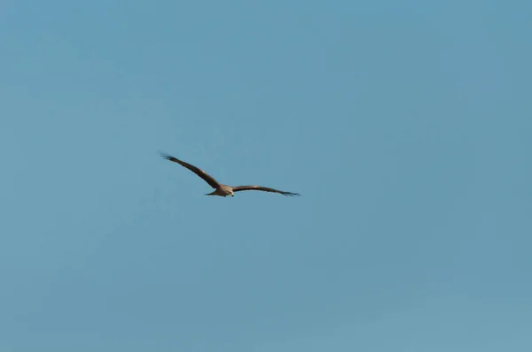 Tiro Baixo Ângulo Pássaro Céu Suíça Lago Genebra — Fotografia de Stock