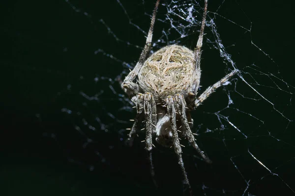 Primer Plano Una Araña Sobre Fondo Oscuro —  Fotos de Stock
