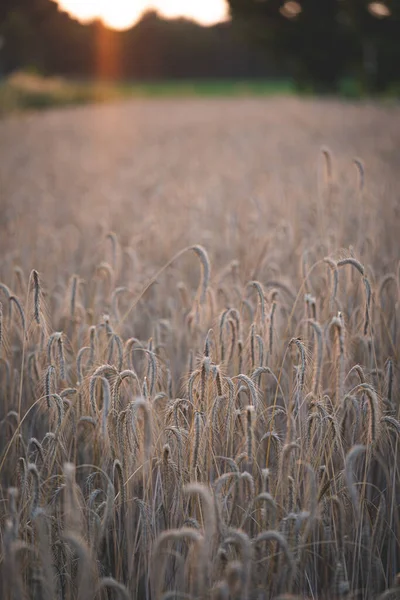 Een Close Van Tarwe Het Veld Met Een Wazige Achtergrond — Stockfoto