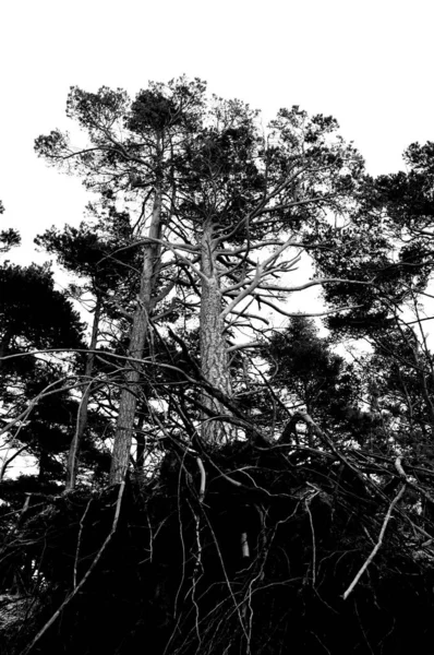 Μια Διαβαθμίσεις Του Γκρι Των Δέντρων Μεγάλες Ρίζες Μια Συννεφιασμένη — Φωτογραφία Αρχείου