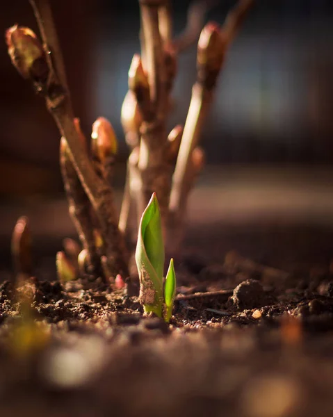 Detailní Záběr Čerstvé Tulipánové Klíčky Rostoucí Slunci — Stock fotografie