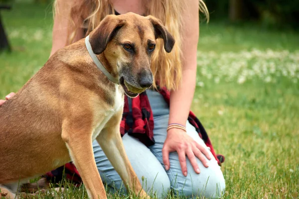 Closeup Shot White Caucasian Girl Park Her Dog Stock Image