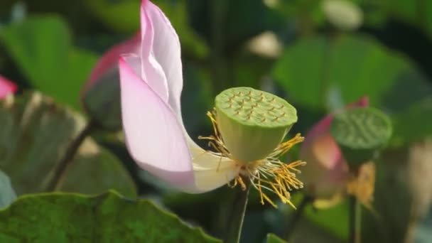 Квітка Лотоса Саду — стокове відео