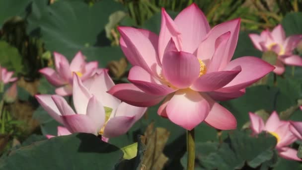 Красивый Цветок Лотоса Саду — стоковое видео