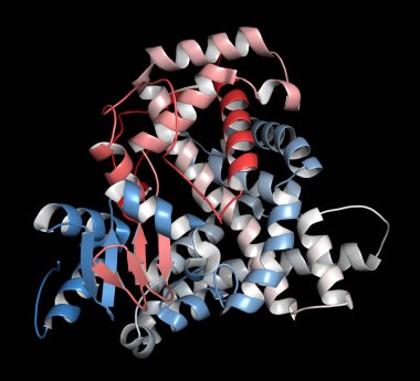 Aromatase (estrogen synthase) enzyme. Protein responsible for the key step in the synthesis of estrogens. 3D illustration. Cartoon representation. clipart