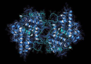 Myeloperoxidase enzyme. Lysosomal protein, present in neutrophil granulocytes, that produces hypochlorous acid. 3D Illustration. clipart