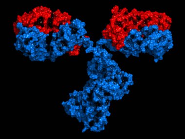 IgG2a monoclonal antibody (immunoglobulin). Many biotech drugs are antibodies. 3D render. Molecular surface model. clipart