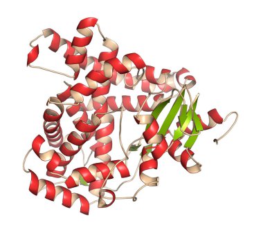 Aromatase (estrogen synthase) enzyme. Protein responsible for the key step in the synthesis of estrogens. 3D illustration. clipart