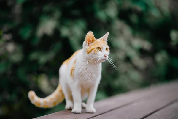정원에 귀여운 고양이를 선택하는 — 스톡 사진