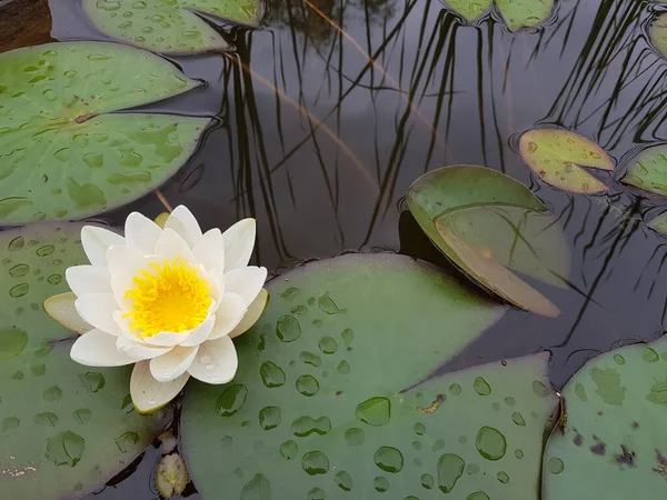 Blomstrende Vandlilje Blomst Dammen - Stock-foto