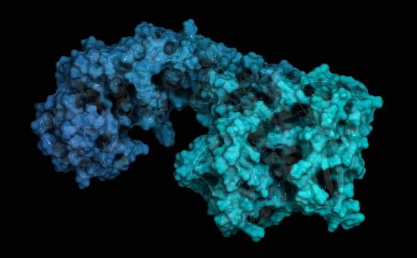 Colagenase Clostridium Histolyticum Proteína Enzima Bacteriana Que Dissolve Colagénio Também — Fotografia de Stock