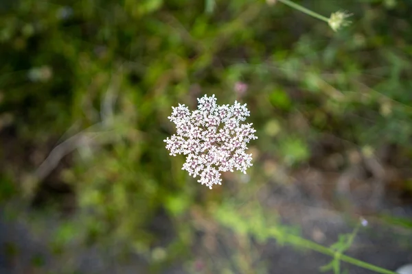 Eine Nahaufnahme Einer Weißen Blume Mit Verschwommenem Hintergrund — Stockfoto