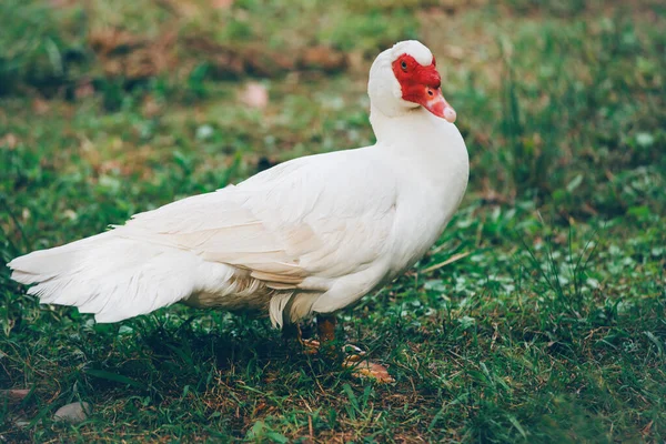 Gros Plan Canard Muscovie Sur Terrain Sur Fond Flou — Photo