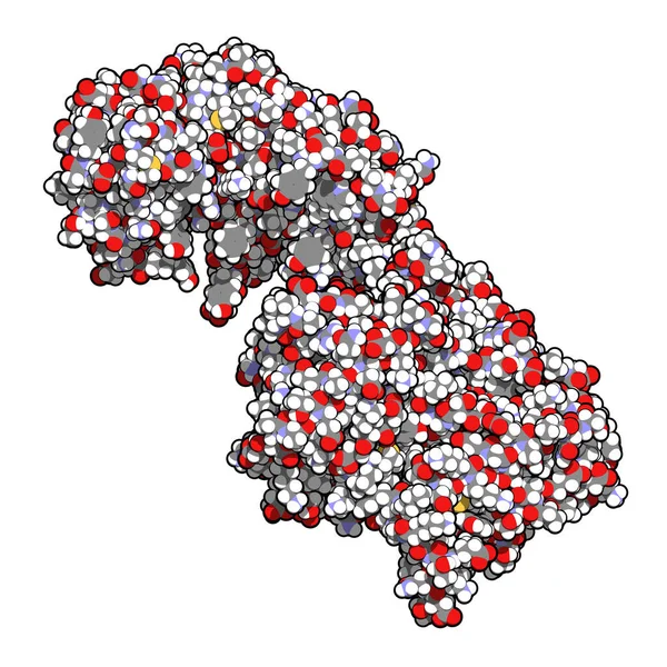 Collagenase Clostridium Histolyticum Protein 콜라겐을 용해시키는 박테리아 효소입니다 질병에 의학적으로 — 스톡 사진