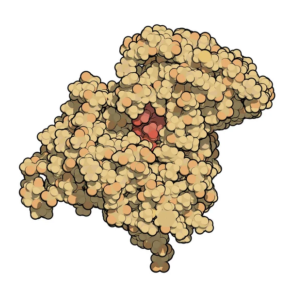 Intrinsic Factor Protein Glykoprotein Das Magen Produziert Wird Und Für — Stockfoto